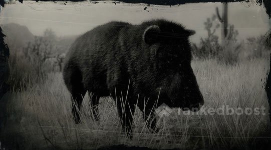 Red Dead Redemption 2 Peccary
